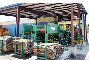 Accu-Placer Infeed Bins